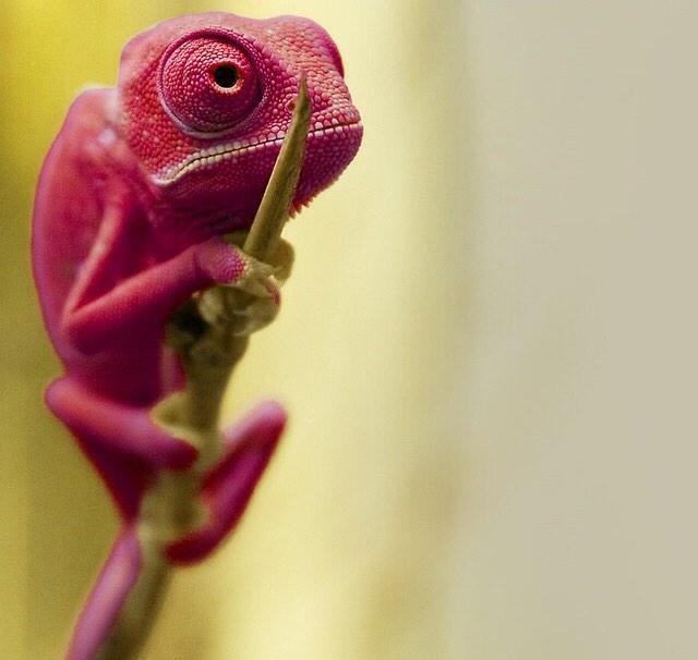 Scrollable Gecko